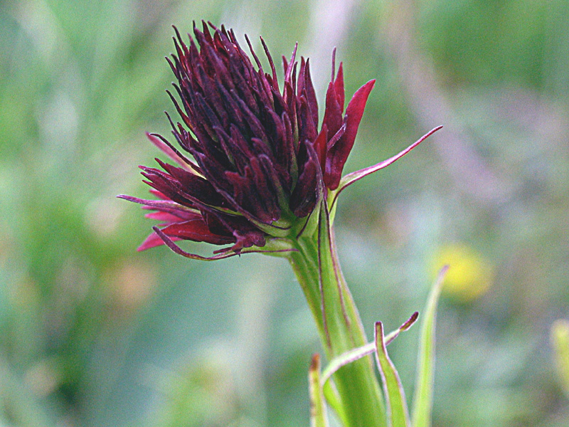 Nigritella rhellicani